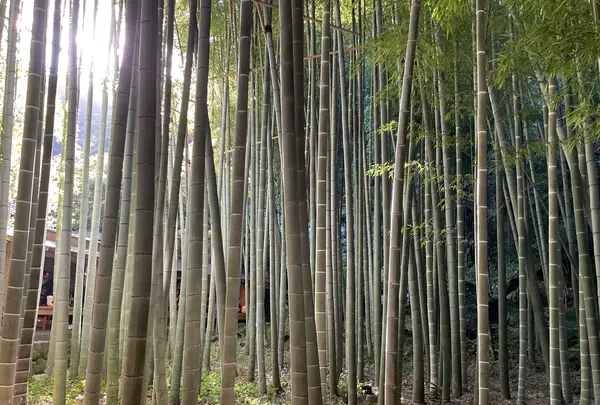 報国寺（竹寺）の写真・動画_image_724517