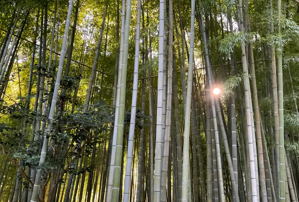 報国寺（竹寺）の写真・動画_image_724521