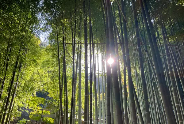 報国寺（竹寺）の写真・動画_image_724522