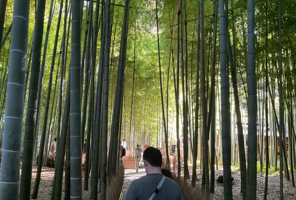 報国寺（竹寺）の写真・動画_image_724527