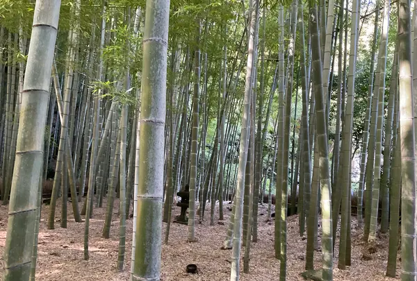 報国寺（竹寺）の写真・動画_image_724528