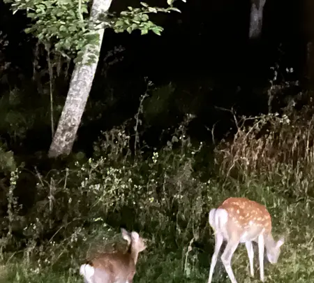 カムイの湯 ラビスタ阿寒川の写真・動画_image_725699
