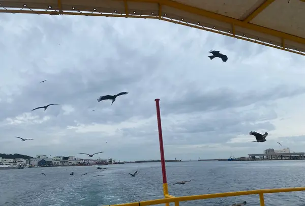 水中観光船「にじいろさかな号」の写真・動画_image_726832
