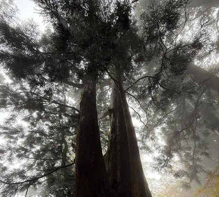 玉置神社の大杉の写真・動画_image_727026