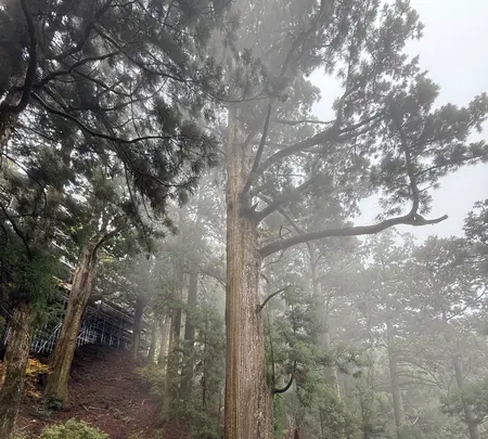 玉置神社の大杉の写真・動画_image_727027