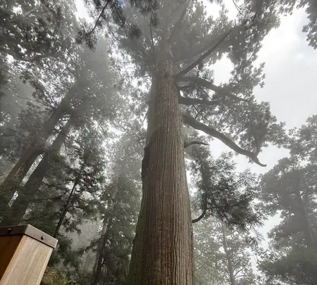 玉置神社の大杉の写真・動画_image_727028