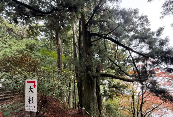 玉置神社の大杉の写真・動画_image_727029