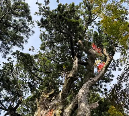 神代杉の写真・動画_image_727036