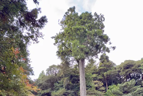 神魂神社の写真・動画_image_729680