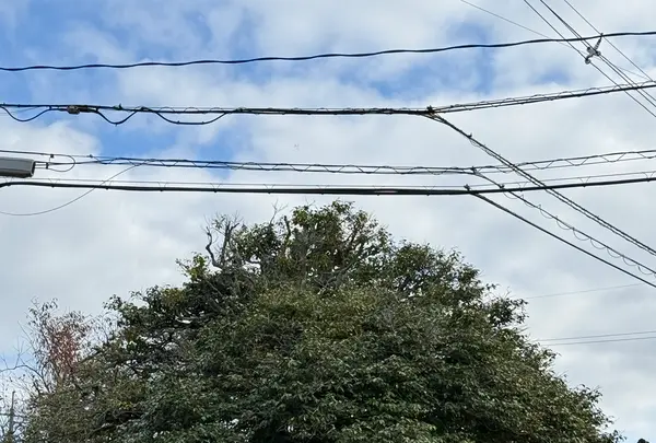 八重垣神社の写真・動画_image_729685