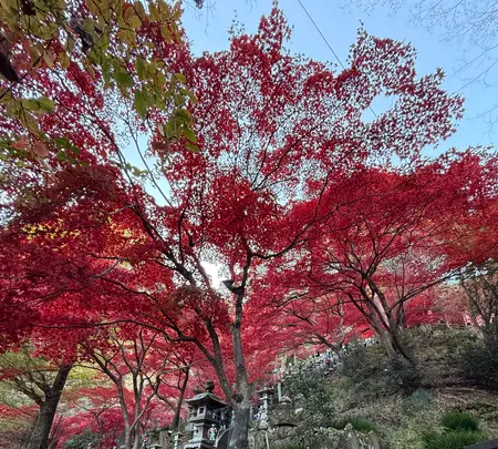 大山寺の写真・動画_image_729980