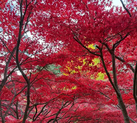 大山寺の写真・動画_image_729981