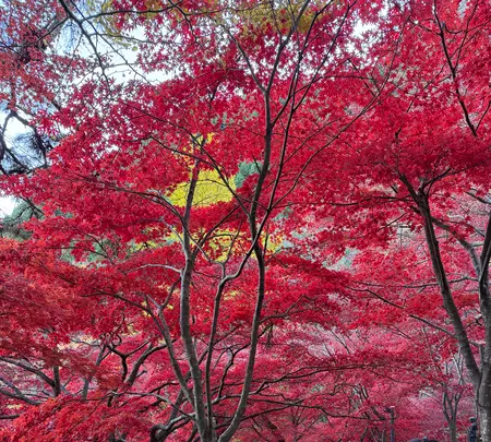 大山寺の写真・動画_image_729983
