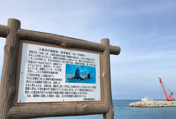 杉沢の沢スギの写真・動画_image_736032