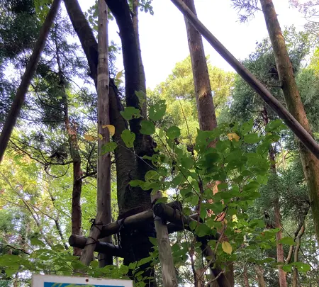 杉沢の沢スギの写真・動画_image_736033