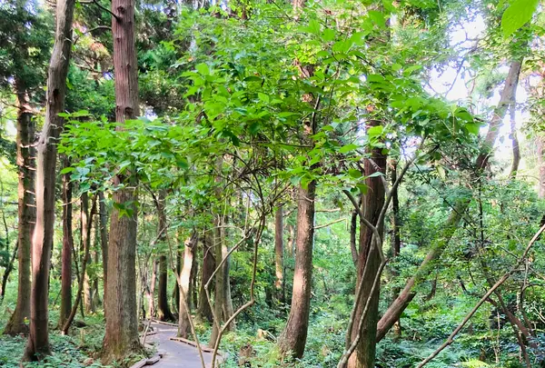 杉沢の沢スギの写真・動画_image_736034