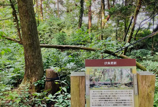 杉沢の沢スギの写真・動画_image_736035