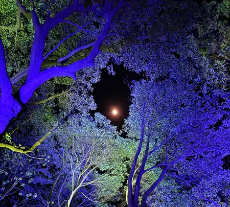 チームラボ 幽谷隠田跡の写真・動画_image_736226