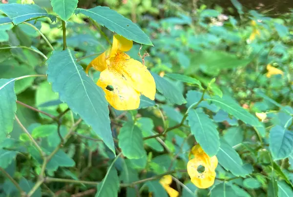 杉沢の沢スギの写真・動画_image_736246