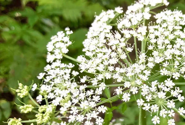 杉沢の沢スギの写真・動画_image_736247