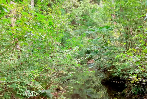 杉沢の沢スギの写真・動画_image_736248