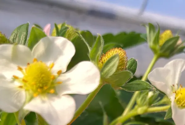 堀江農園～あすかいちご狩りパークの写真・動画_image_737714