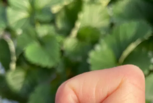 堀江農園～あすかいちご狩りパークの写真・動画_image_737716