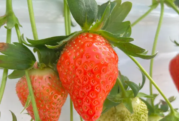 堀江農園～あすかいちご狩りパークの写真・動画_image_737717