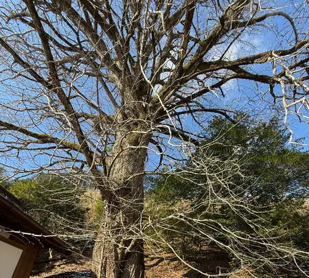 来迎院の写真・動画_image_739328