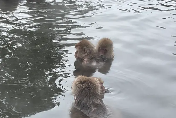 地獄谷野猿公苑の写真・動画_image_741380