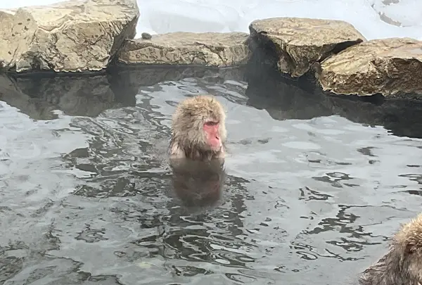 地獄谷野猿公苑の写真・動画_image_741383