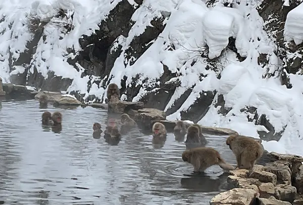地獄谷野猿公苑の写真・動画_image_741385