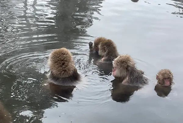 地獄谷野猿公苑の写真・動画_image_741388