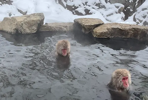 地獄谷野猿公苑の写真・動画_image_741389