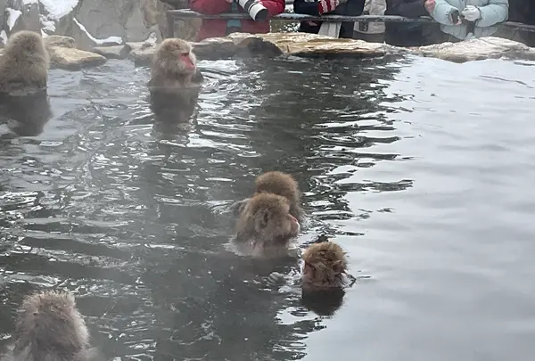 地獄谷野猿公苑の写真・動画_image_741390