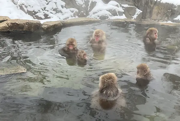 地獄谷野猿公苑の写真・動画_image_741395