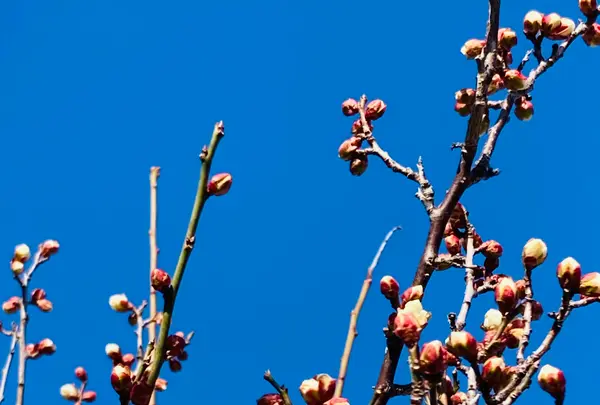 嵯峨釈迦堂（清凉寺）の写真・動画_image_742117