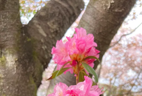 原谷苑の写真・動画_image_742254