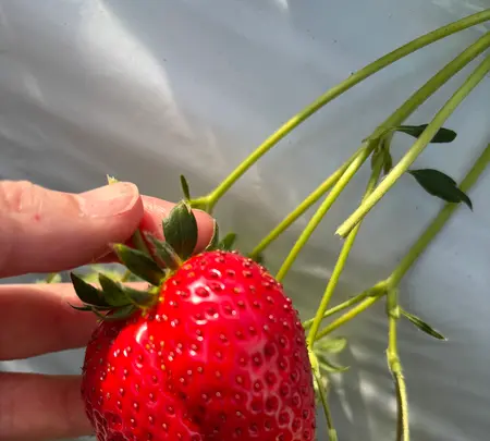大竹いちご園の写真・動画_image_744527