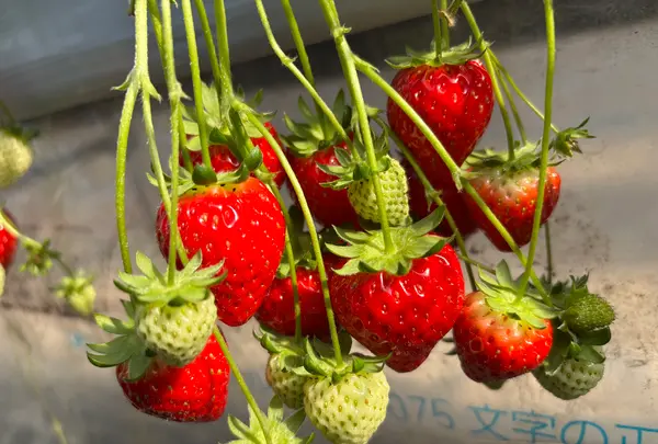 大竹いちご園の写真・動画_image_744528