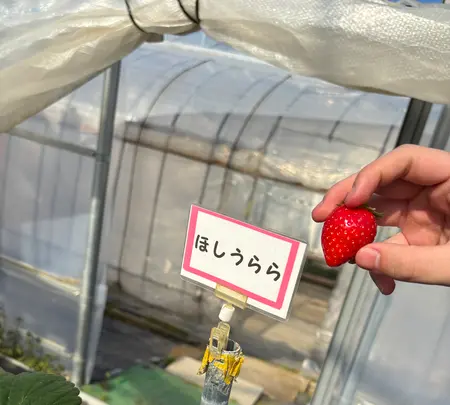大竹いちご園の写真・動画_image_744530
