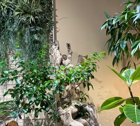 ノードリウム・京都の写真・動画_image_744702