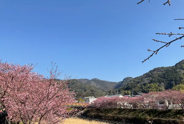 河津桜の写真・動画_image_745649