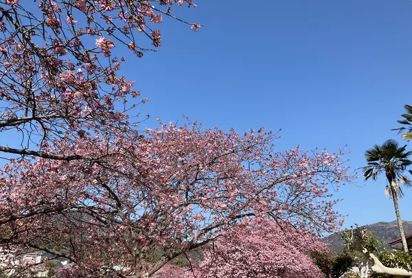 河津桜の写真・動画_image_745650