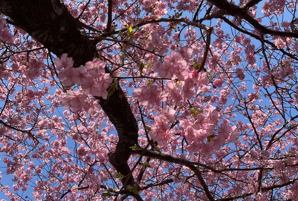 河津桜の写真・動画_image_745651