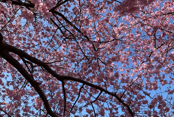 河津桜の写真・動画_image_745653