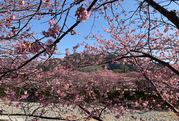 河津桜の写真・動画_image_745654