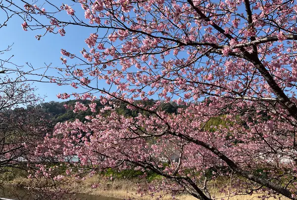 河津桜の写真・動画_image_745655