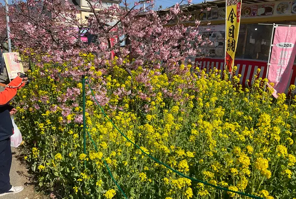 河津桜の写真・動画_image_745656