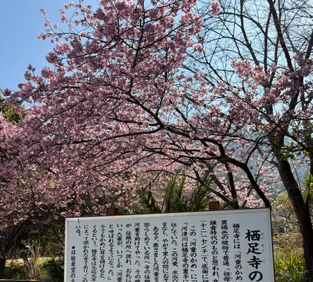 栖足寺の写真・動画_image_745703